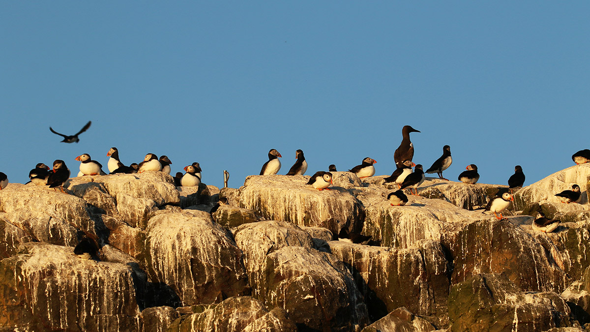 Papagaaiduikers - Farne Islands